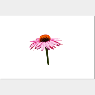 Echinacea Purpurea on White Background Posters and Art